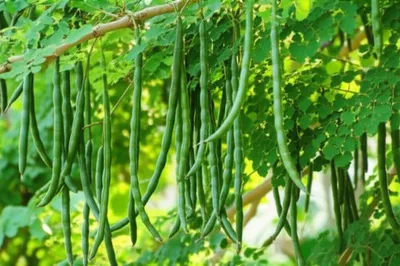 Illustration drumstick - Image 1