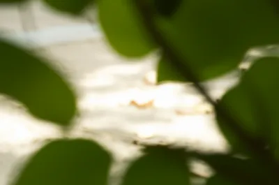 Illustration twig - Image 1