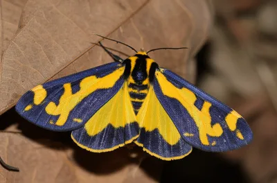 Illustration tigre - Image 1