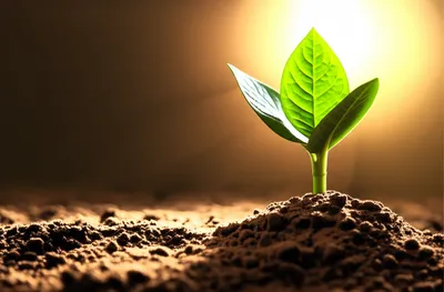 Illustration growing - Image 1