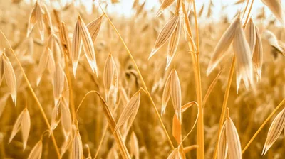 Illustration oat - Image 1