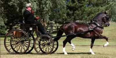 Illustration fly - Image 2