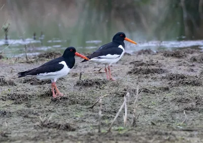Illustration oystercatcher - Image 2