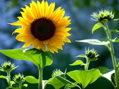 Illustration favors - Image 1