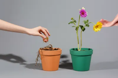 Illustration exploitation - Image 1