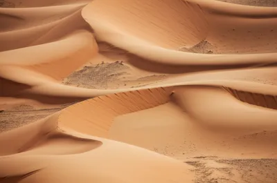 Illustration camels - Image 1