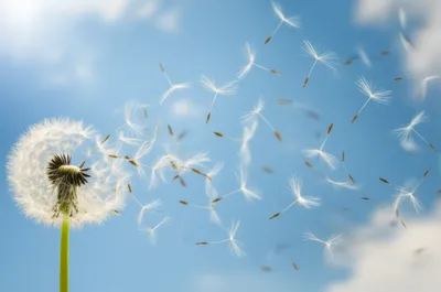 Illustration disperse - Image 1