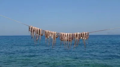 Illustration octopuses - Image 2