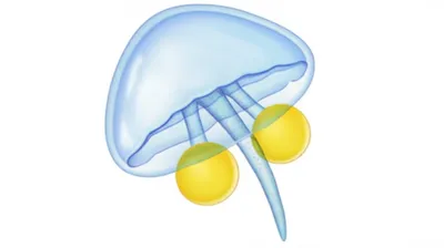 Illustration testes - Image 1