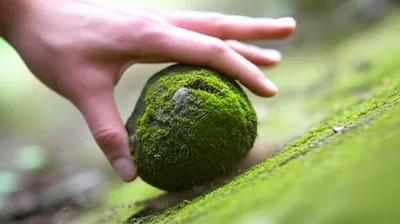 Illustration born - Image 1