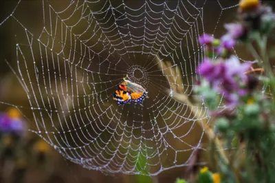 Illustration hanged - Image 1