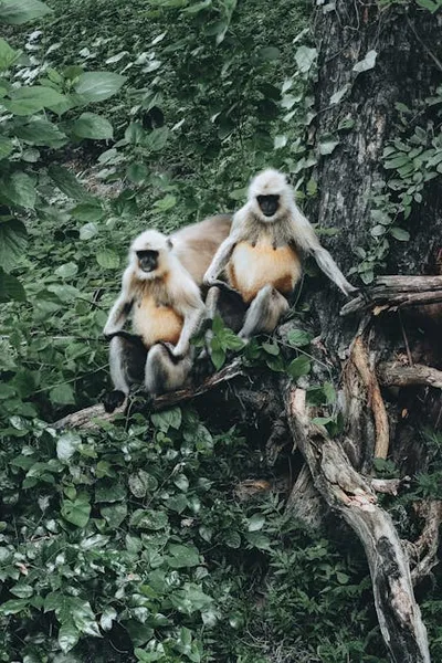 Illustration langurs - Image 2