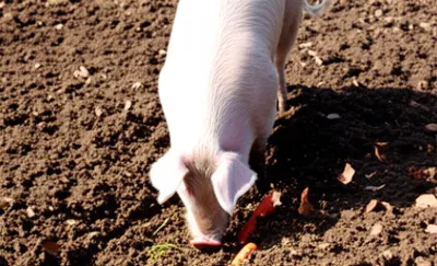 Illustration rooting - Image 1