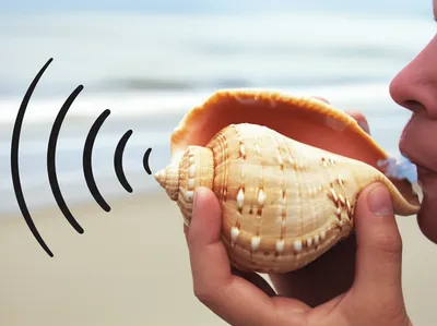 Illustration conch - Image 1