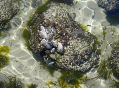 Illustration oyster - Image 1