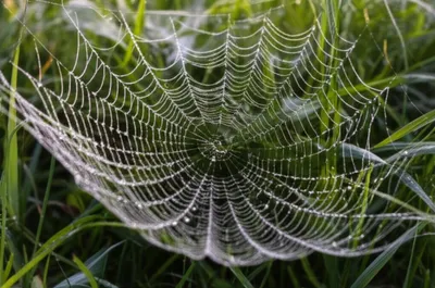 Illustration webbing - Image 1