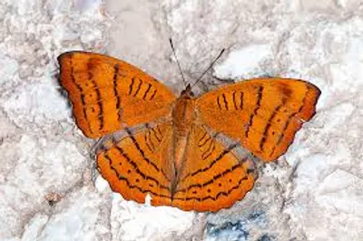 Illustration tabby - Image 3