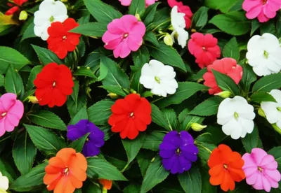 Illustration balsam - Image 1