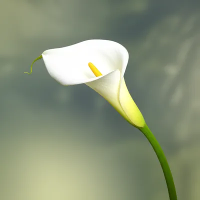 Illustration slender - Image 1