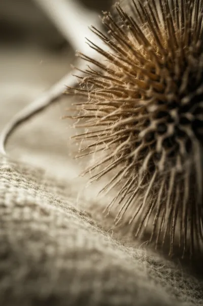 Illustration tassel - Image 1