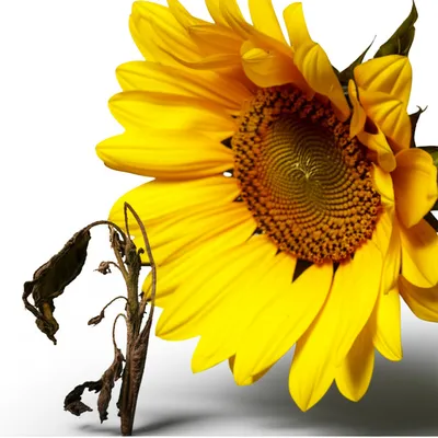 Illustration overpowering - Image 1