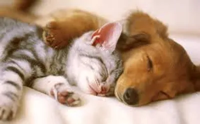 Illustration cuddle - Image 2