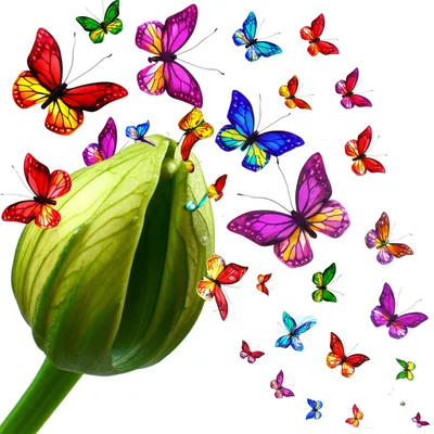 Illustration proliferate