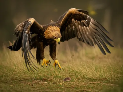 Illustration pounced - Image 1