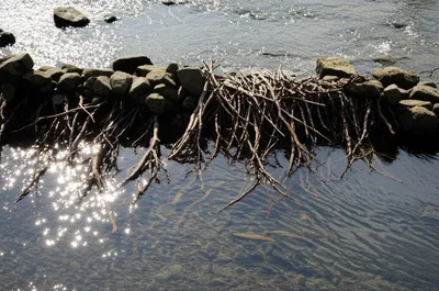 Illustration weir - Image 1