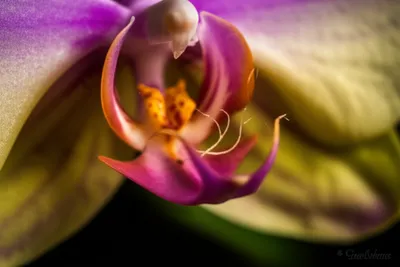 Illustration stipe - Image 1