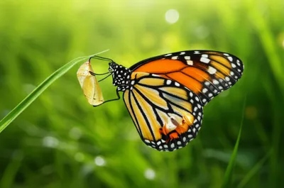 Illustration emerges - Image 1