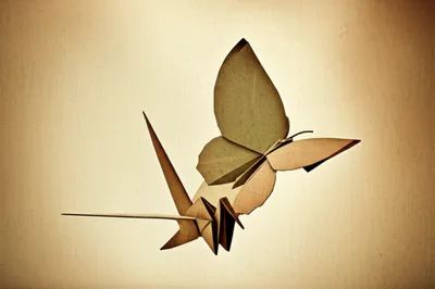 Illustration entrails