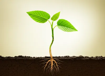 Illustration go - Image 1