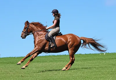 Illustration horserider