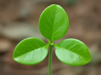 Illustration whorls - Image 1