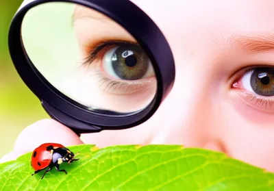 Illustration curiously