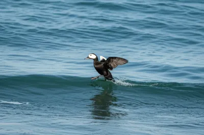 Illustration surfers - Image 1