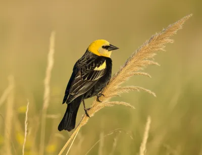 Illustration bobolinks
