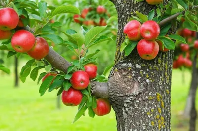 Illustration graft - Image 1