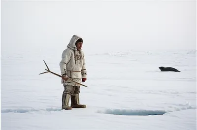 Illustration seal - Image 1