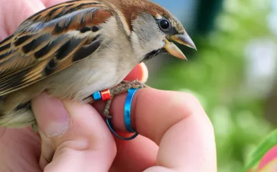 Illustration band - Image 1