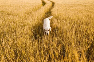 Illustration quarterings - Image 1