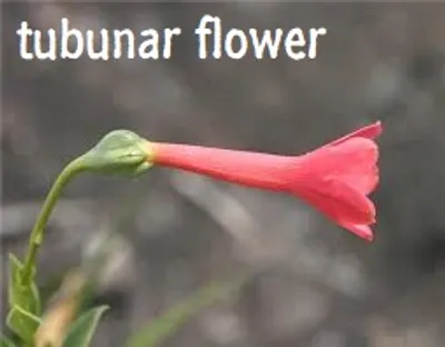 Illustration tubular - Image 4