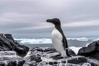 Illustration pinguins - Image 1