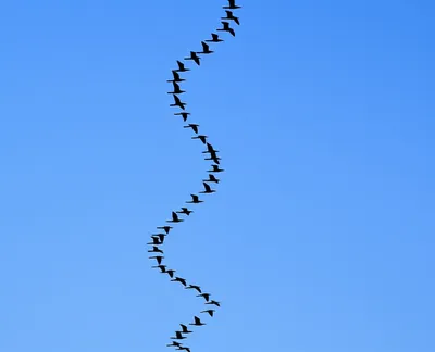 Illustration circling