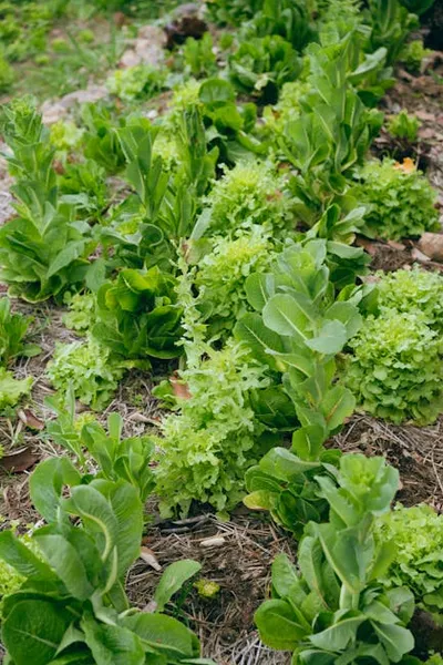 Illustration lettuces - Image 2