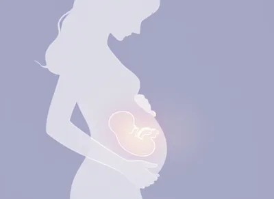 Illustration embryos - Image 1