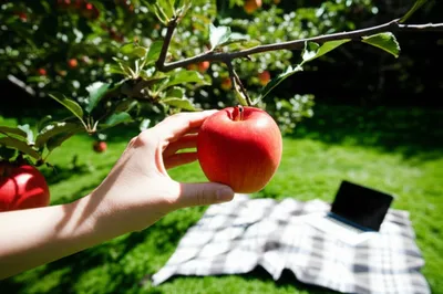 Illustration conveniences