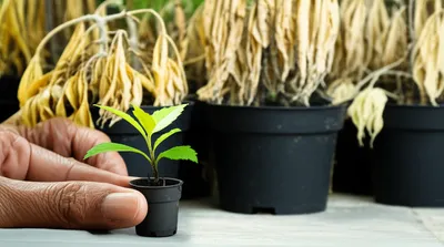 Illustration micromanaging