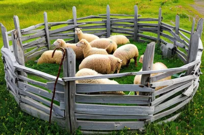 Illustration sheepfold